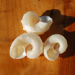 Pearlized Delphinula Seashell for sale