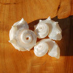Pearlized Delphinula Seashell for sale