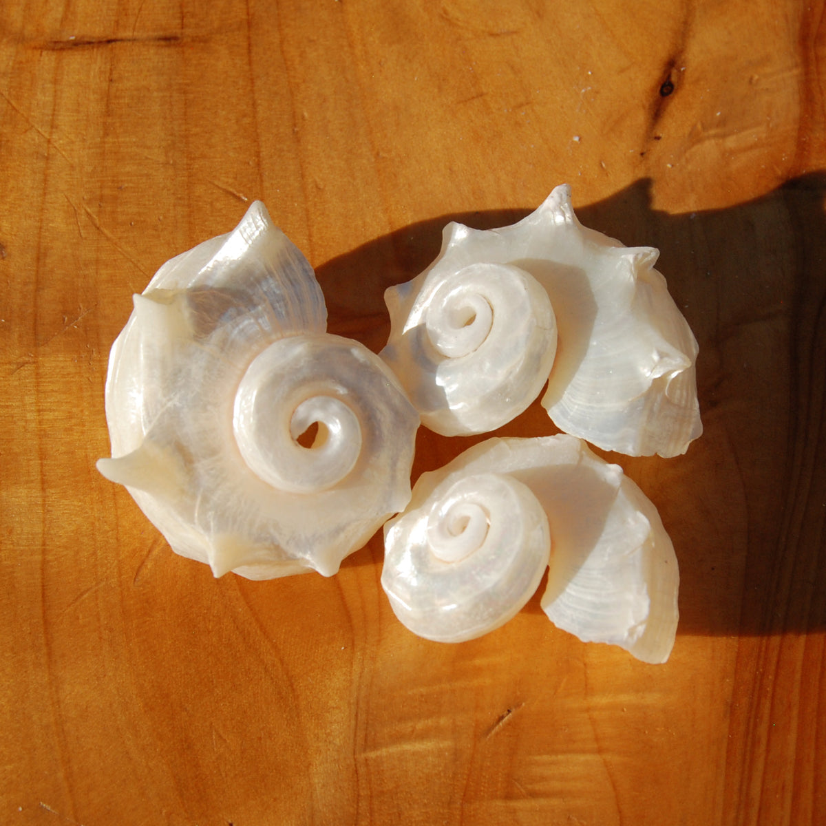 Pearlized Delphinula Seashell for sale