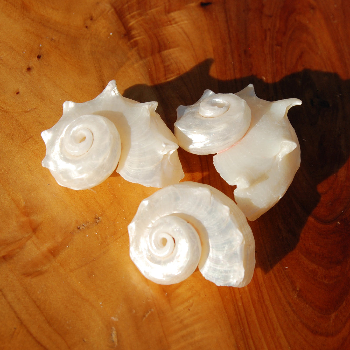 Pearlized Delphinula Seashell for sale