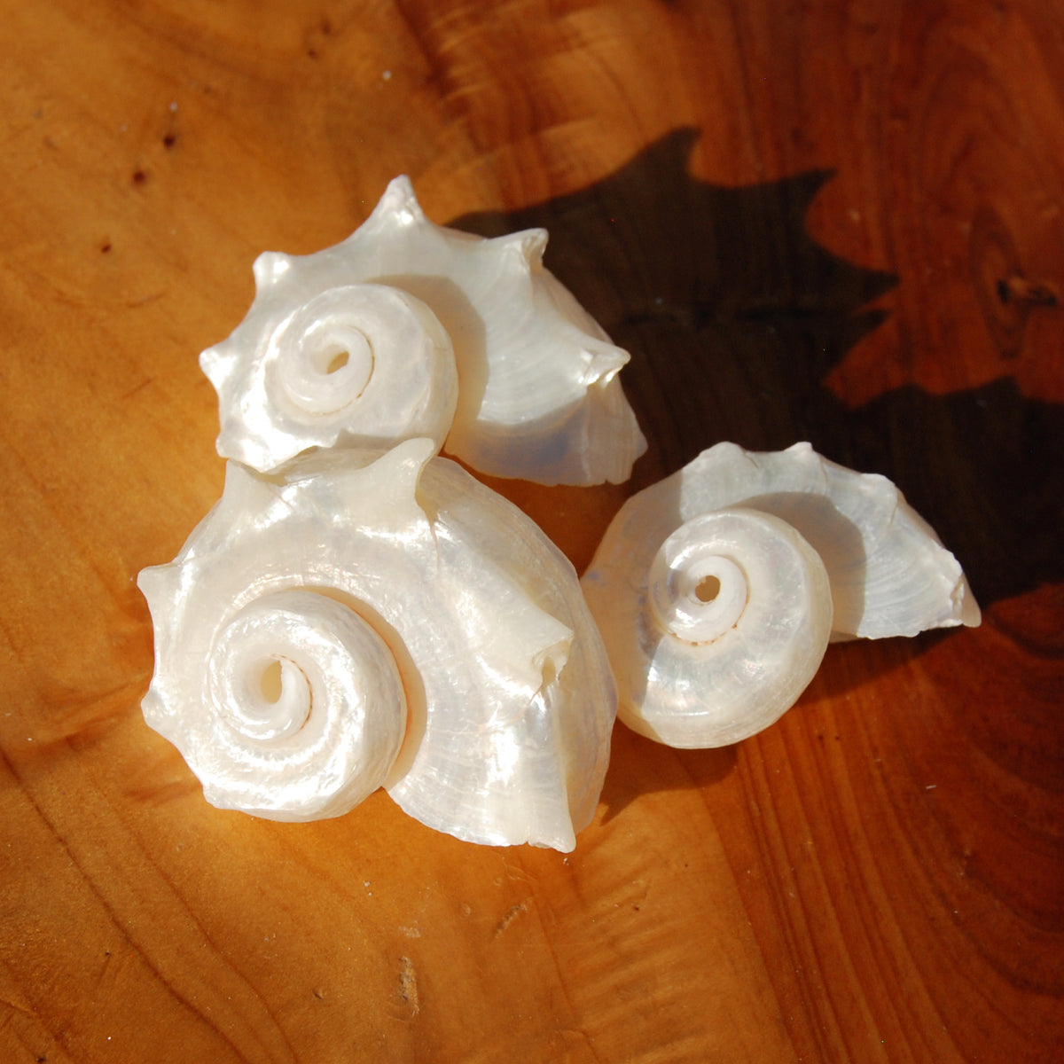 Pearlized Delphinula Seashell for sale