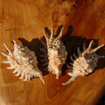 Lambis millepeda Spider Conch Shell