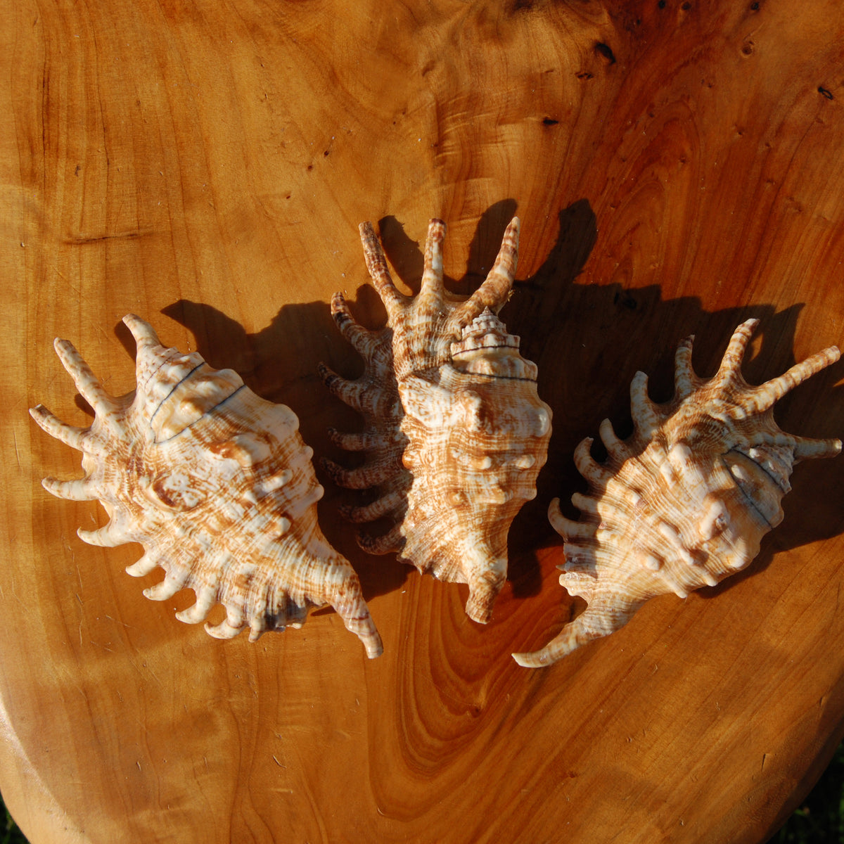 Lambis millepeda Spider Conch Shell