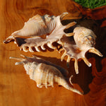 Lambis millepeda Spider Conch Shell