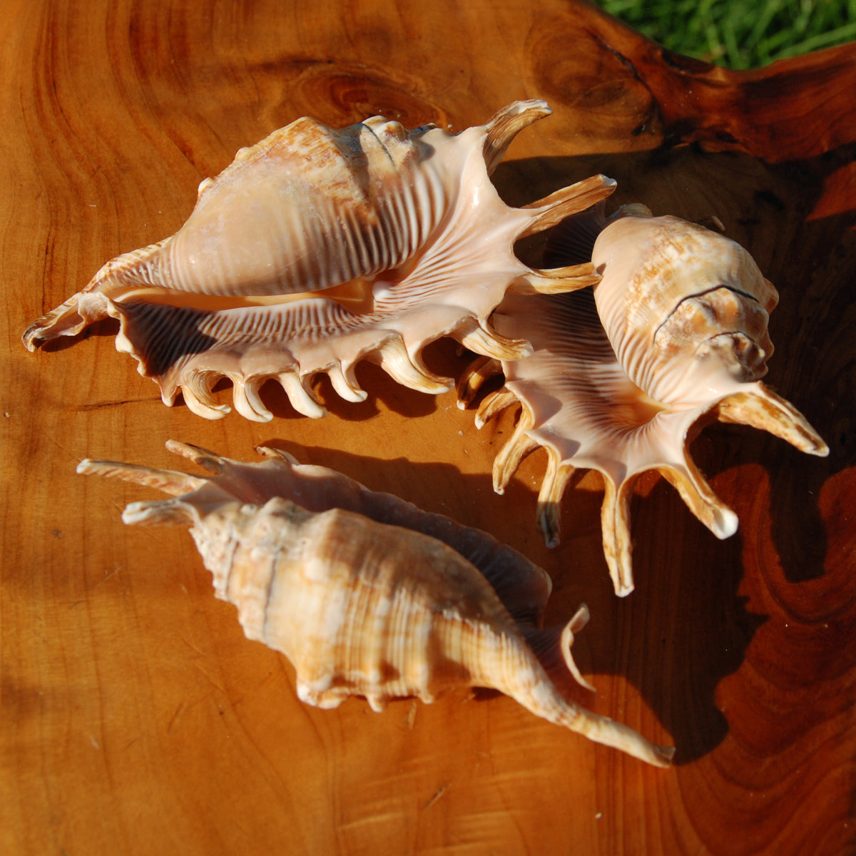 Lambis millepeda Spider Conch Shell