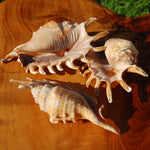 Lambis millepeda Spider Conch Shell