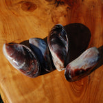 Pearlized Mussel Pairs, Iridescent Polished Purple Seashells