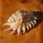 Lambis millepeda Spider Conch Shell