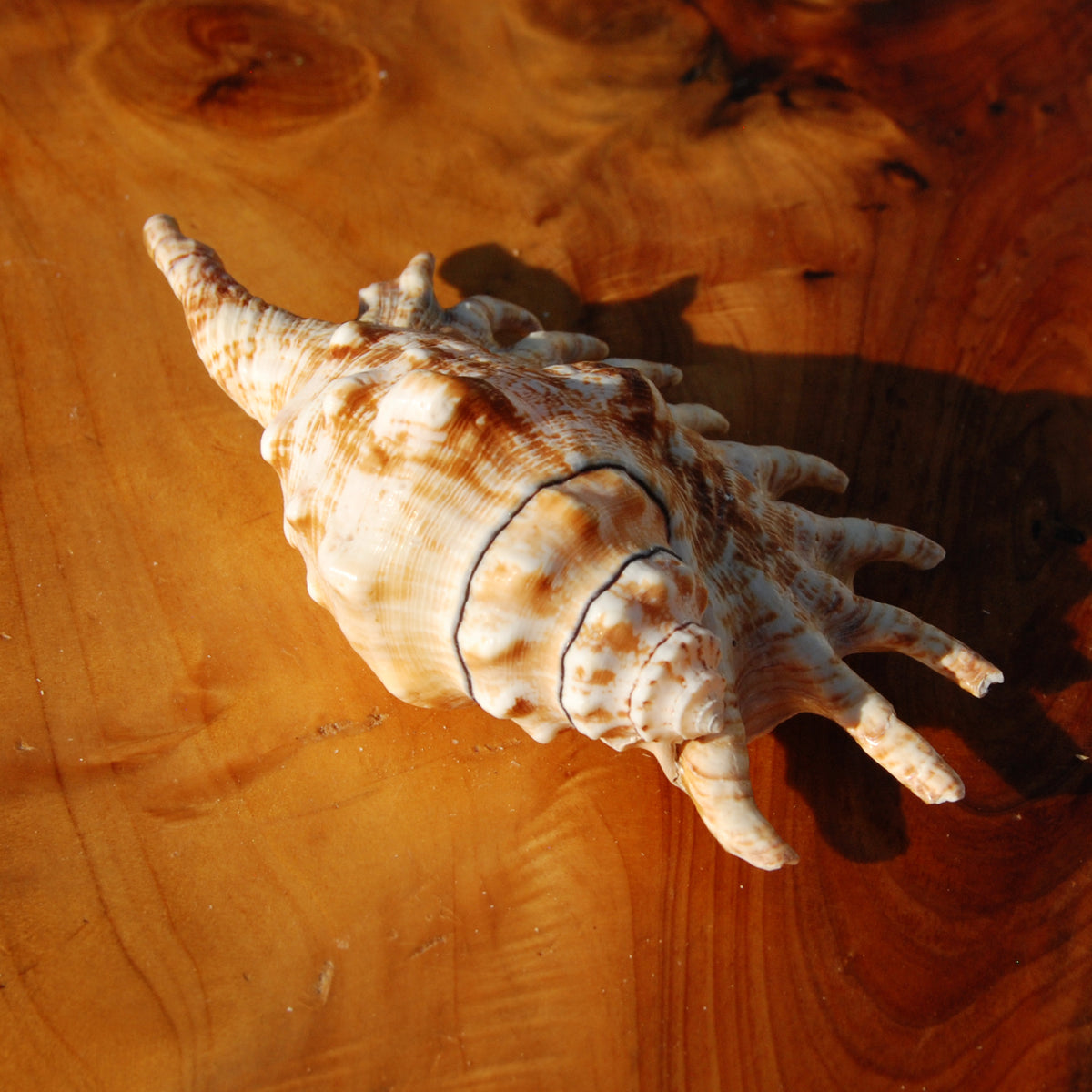 Lambis millepeda Spider Conch Shell