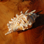 Lambis millepeda Spider Conch Shell