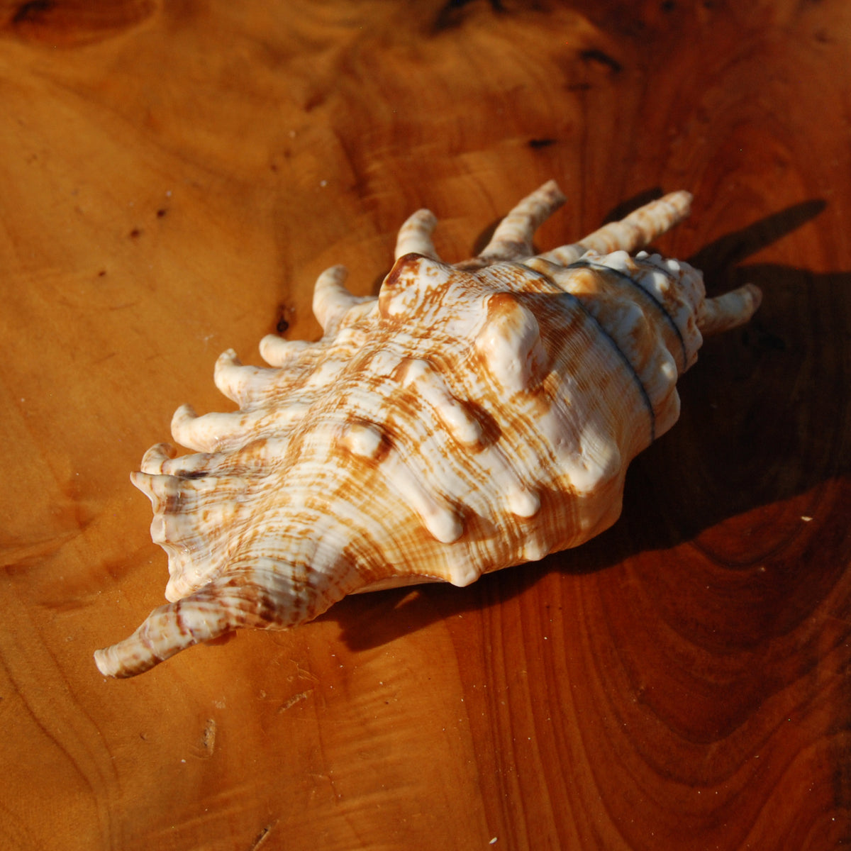 Lambis millepeda Spider Conch Shell