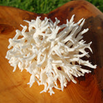 Lace Finger Coral for sale