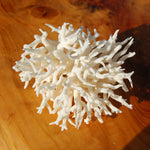 Lace Finger Coral for sale