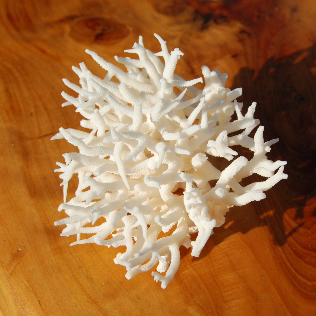 Lace Finger Coral for sale