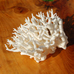 Lace Finger Coral for sale