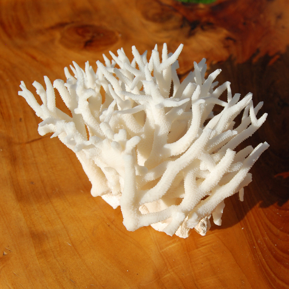 Lace Finger Coral for sale