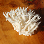 Lace Finger Coral for sale