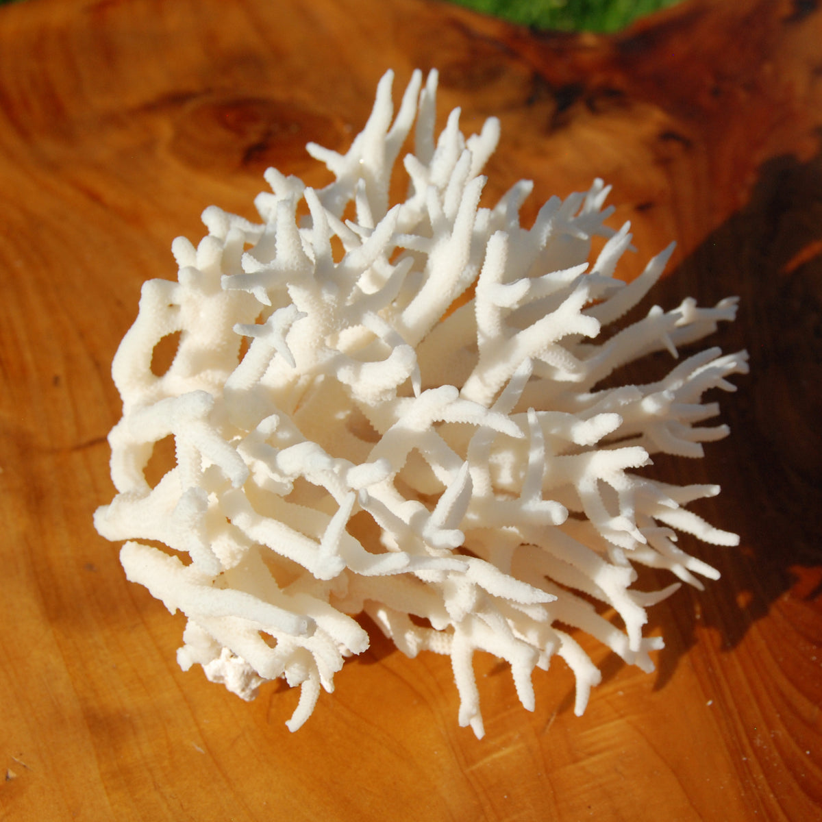 Lace Finger Coral for sale