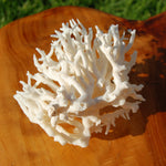 Lace Finger Coral for sale