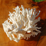 Lace Finger Coral for sale