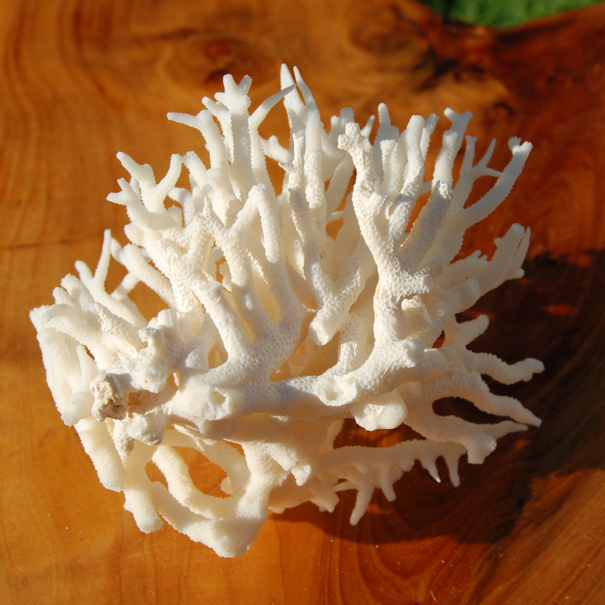 Lace Finger Coral for sale