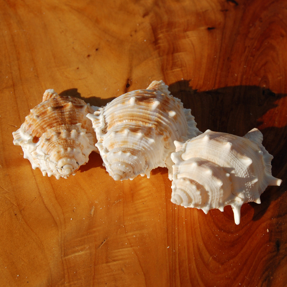 Common Frog Shell for sale, Bursa rana Natural Seashell Specimen