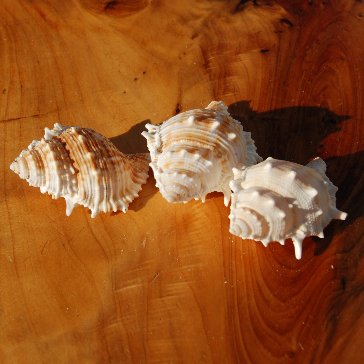Common Frog Shell for sale, Bursa rana Natural Seashell Specimen