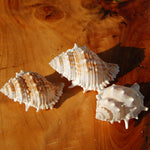 Common Frog Shell for sale, Bursa rana Natural Seashell Specimen