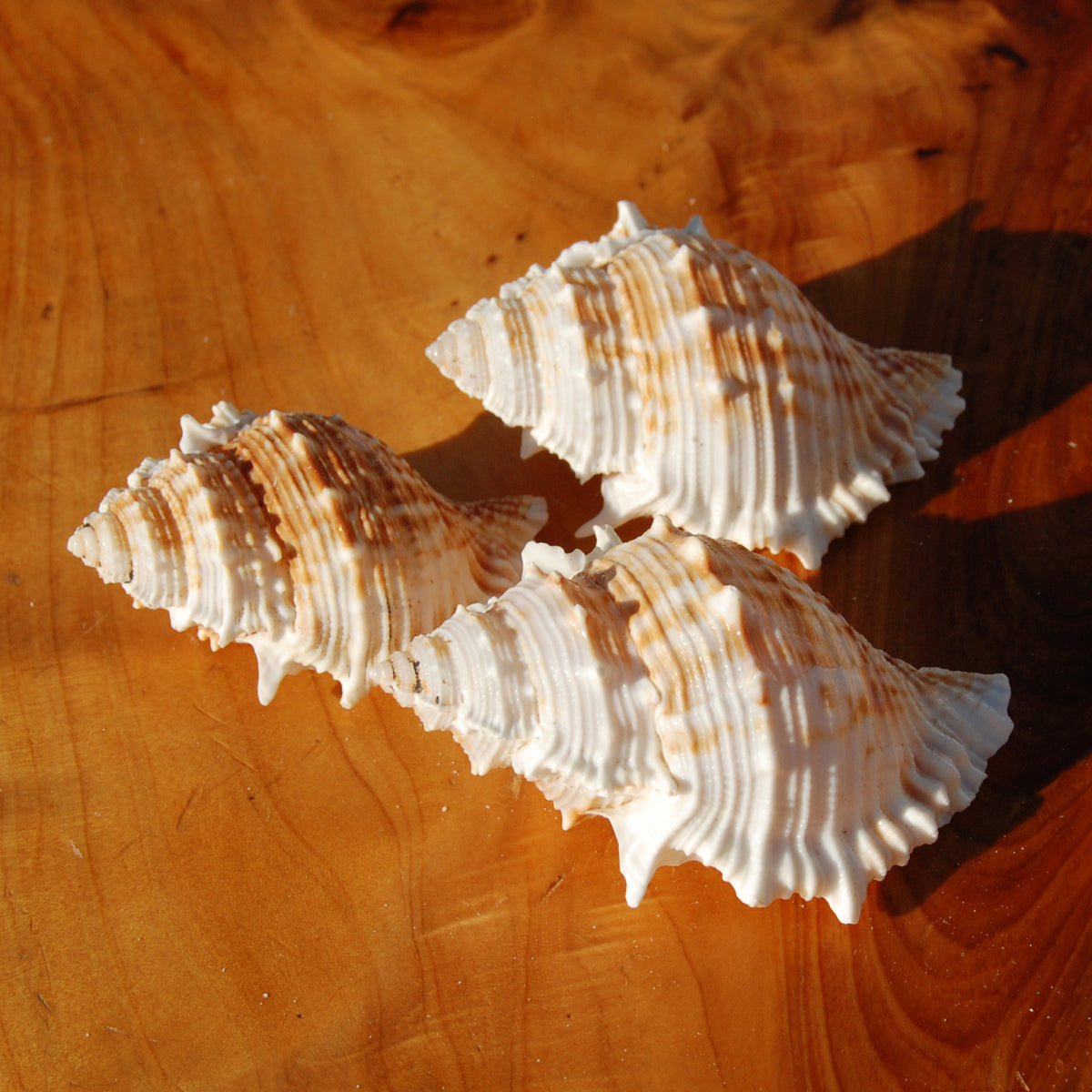 Common Frog Shell for sale, Bursa rana Natural Seashell Specimen