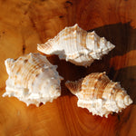 Common Frog Shell for sale, Bursa rana Natural Seashell Specimen