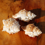 Common Frog Shell for sale, Bursa rana Natural Seashell Specimen