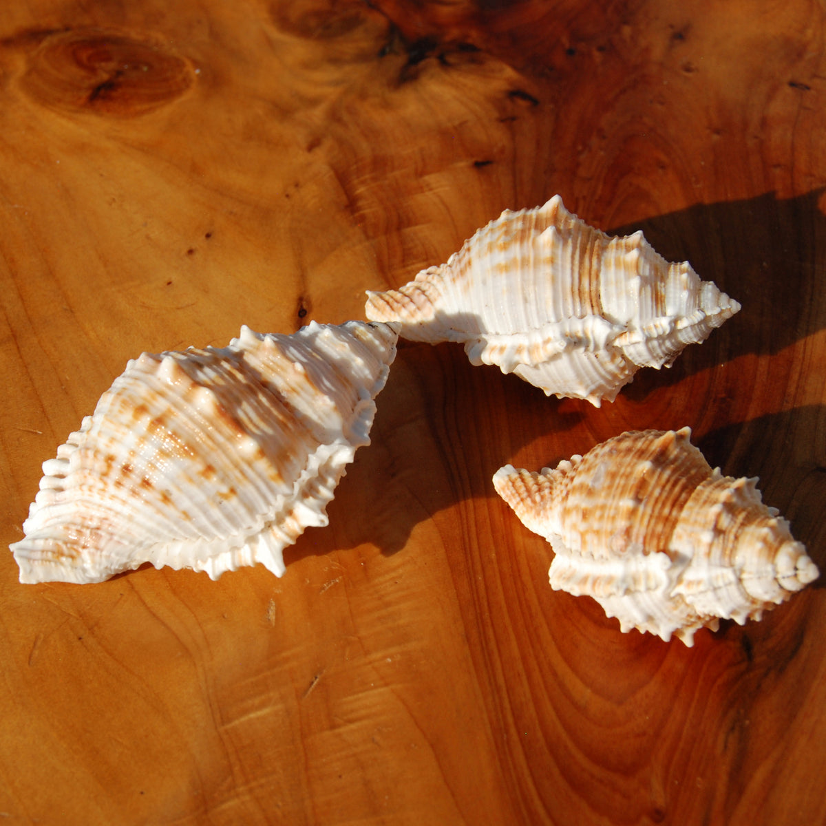 Common Frog Shell for sale, Bursa rana Natural Seashell Specimen