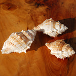 Common Frog Shell for sale, Bursa rana Natural Seashell Specimen
