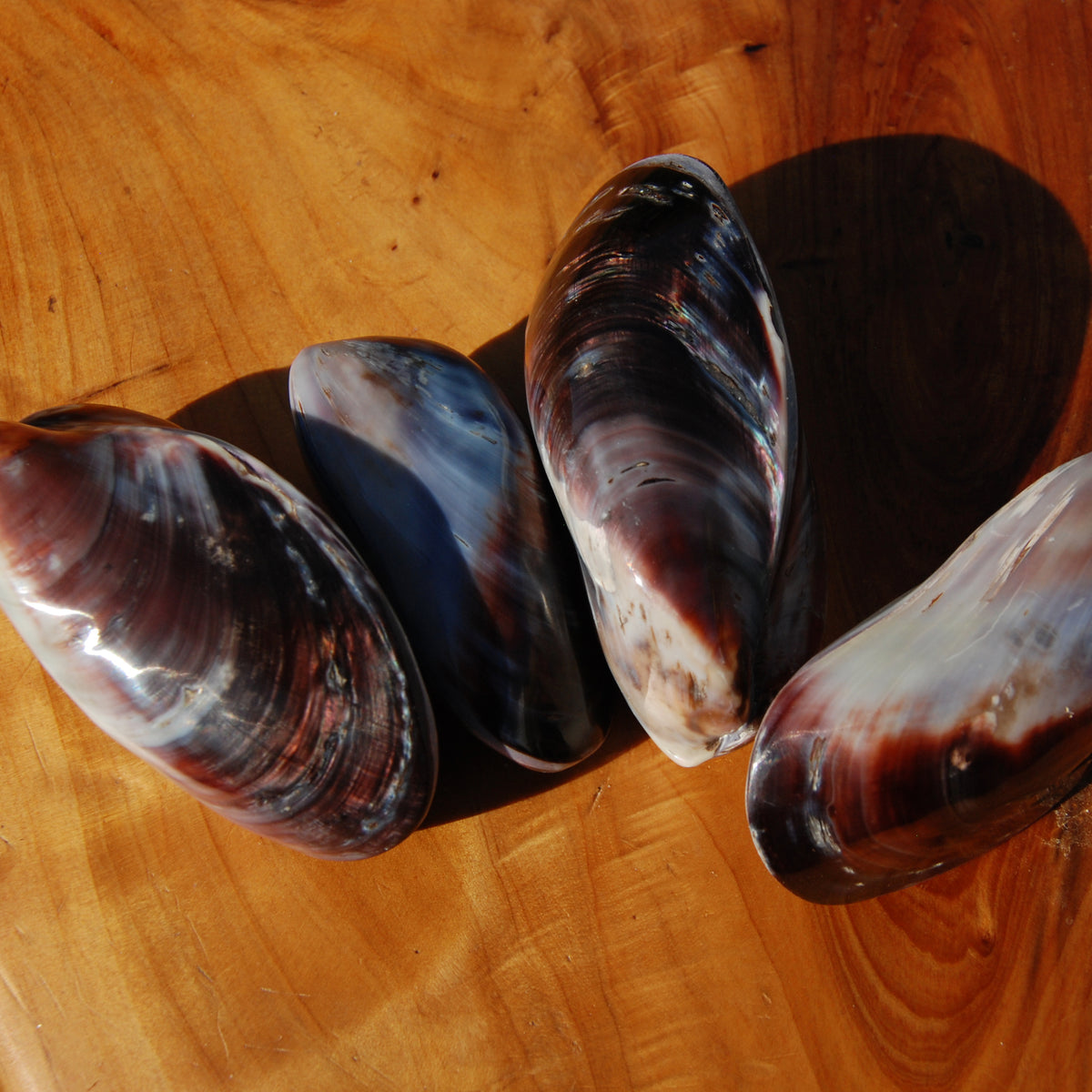 Pearlized Mussel Pairs, Iridescent Polished Purple Seashells