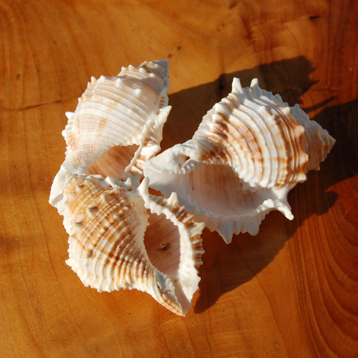 Common Frog Shell for sale, Bursa rana Natural Seashell Specimen
