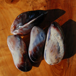 Pearlized Mussel Pairs, Iridescent Polished Purple Seashells
