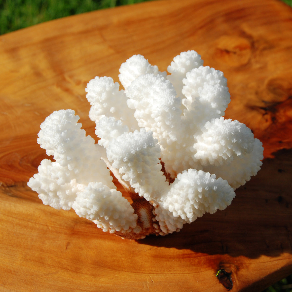 Cat’s Paw Coral Specimen