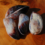 Pearlized Mussel Pairs, Iridescent Polished Purple Seashells
