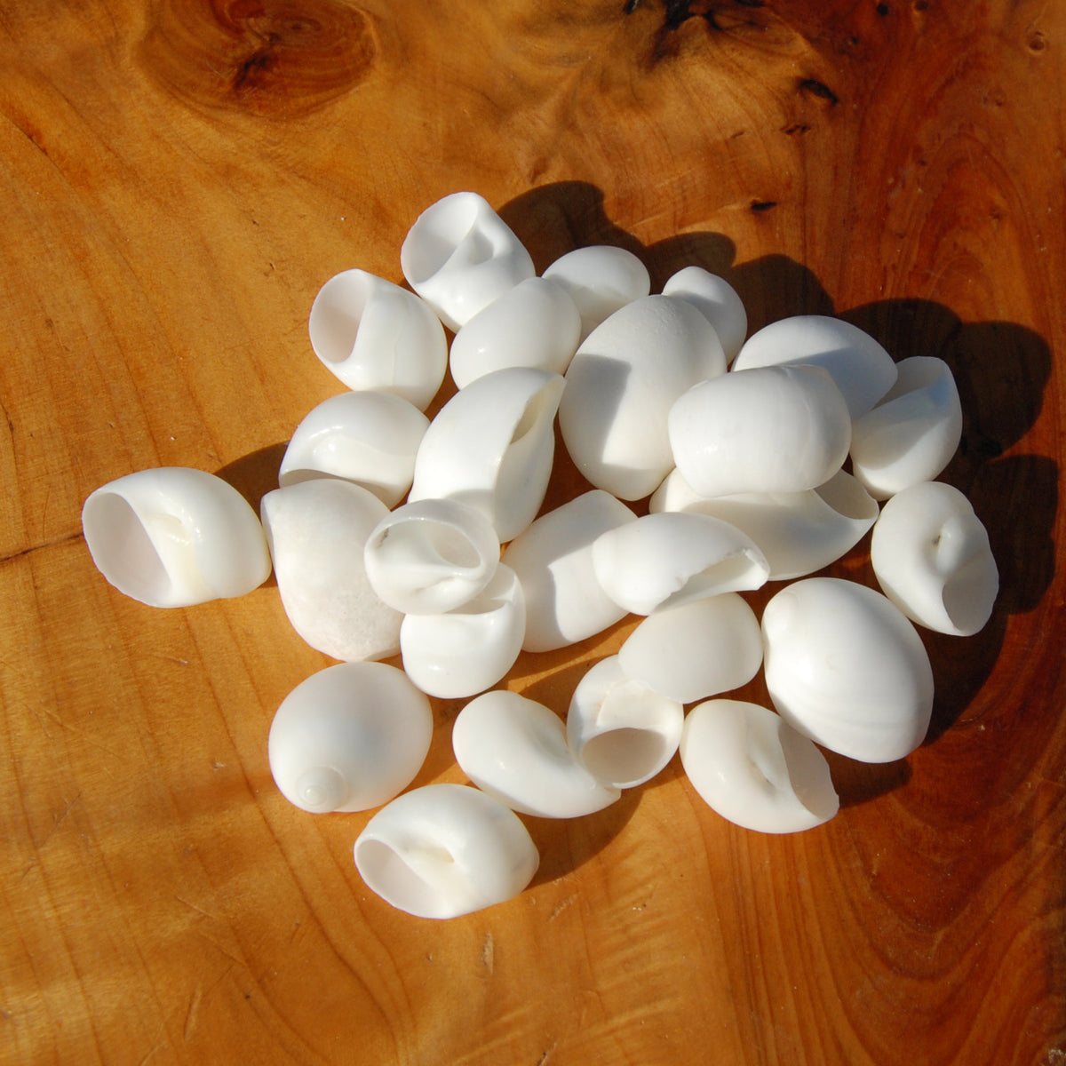 1/4lb Small White Nautica Seashells .75-1in - Natural Sea Shells