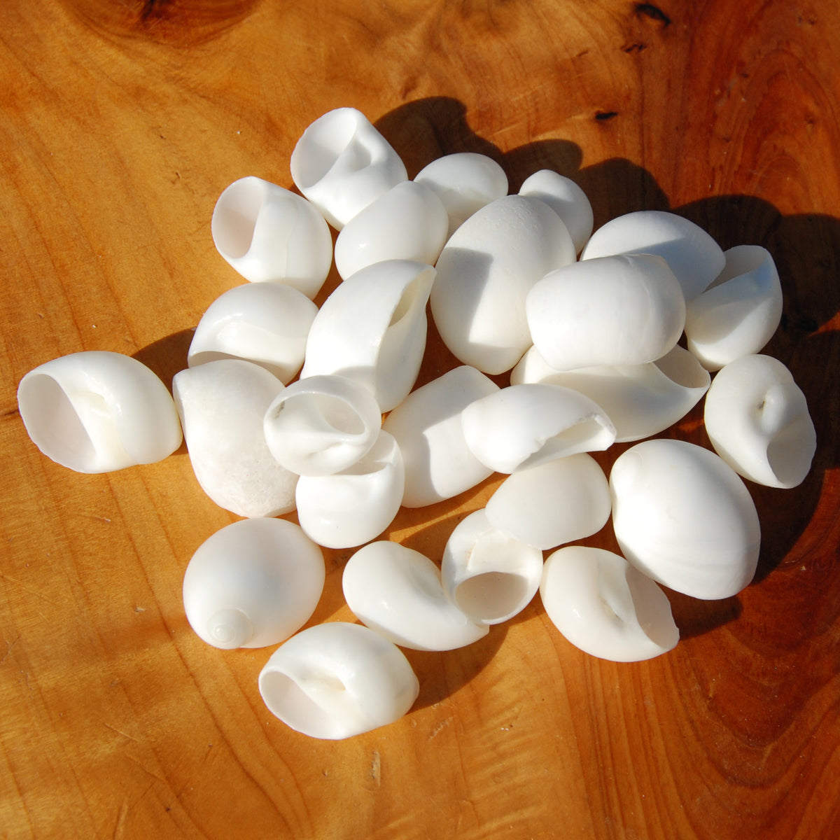 1/4lb Small White Nautica Seashells .75-1in - Natural Sea Shells