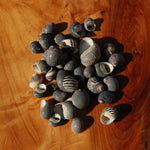 Black Nerite Seashells