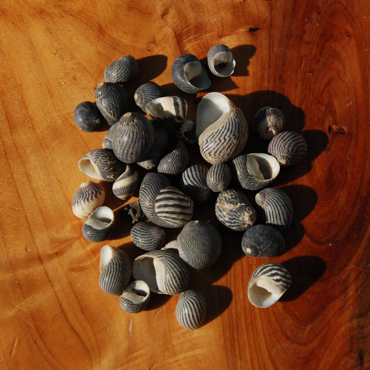 Black Nerite Seashells