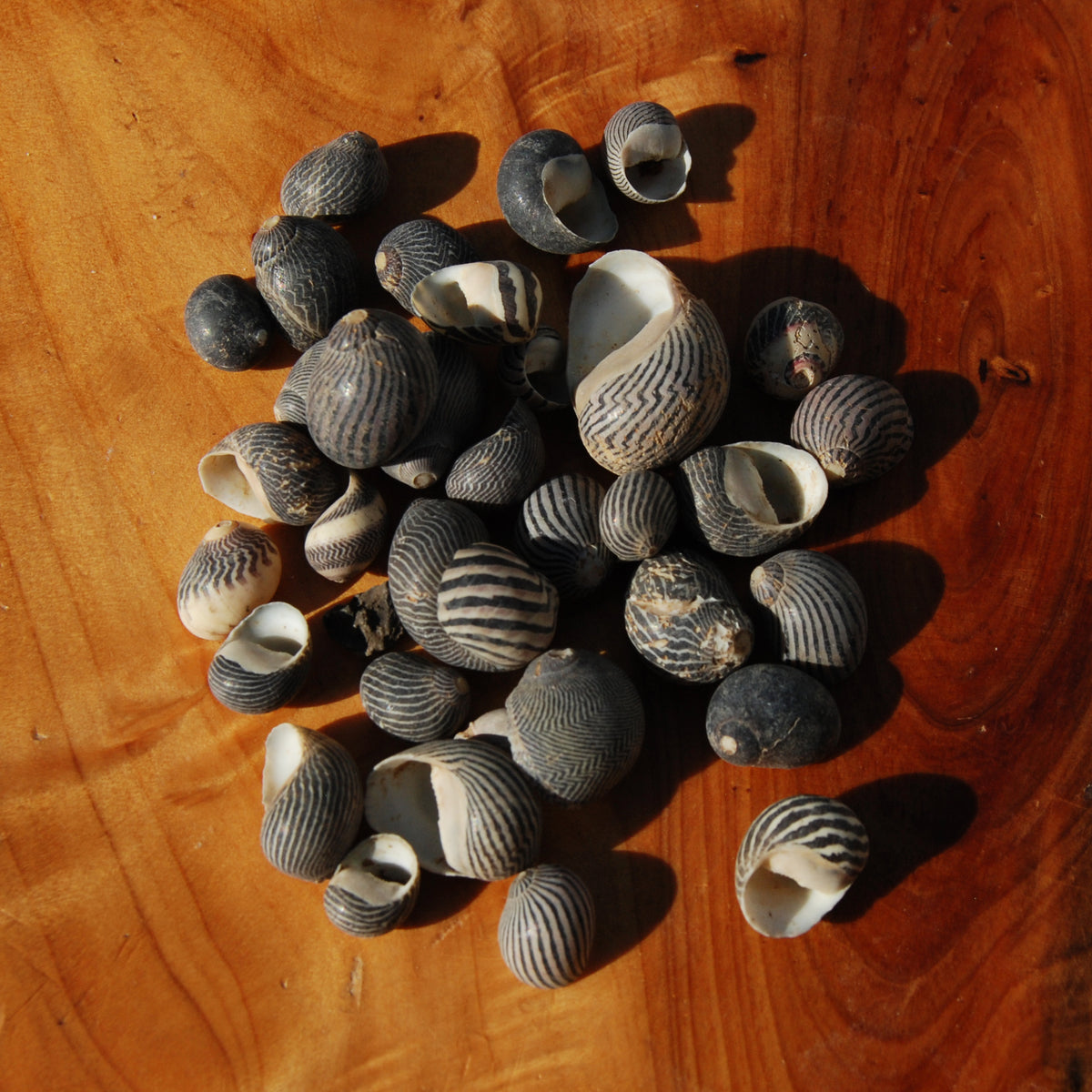 Black Nerite Seashells