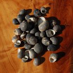 Black Nerite Seashells