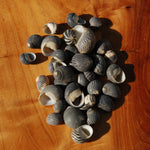 Black Nerite Seashells