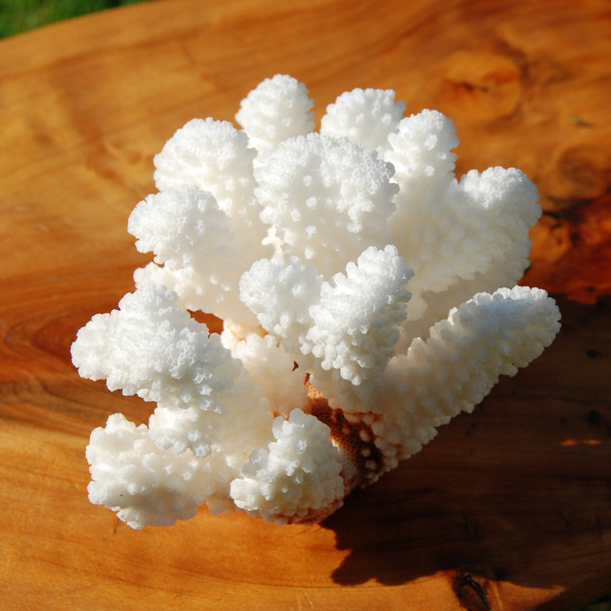 Cat’s Paw Coral Specimen
