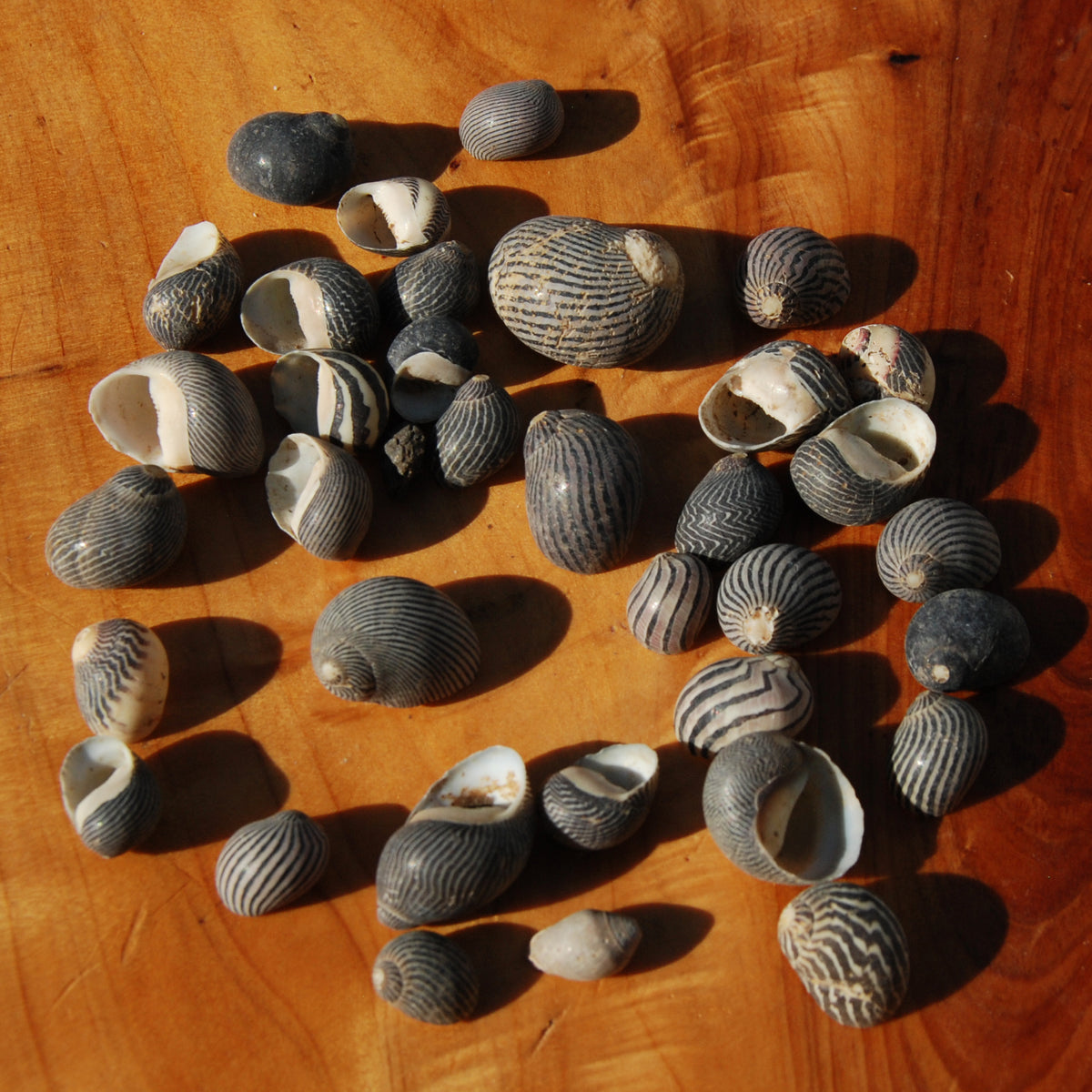 Black Nerite Seashells
