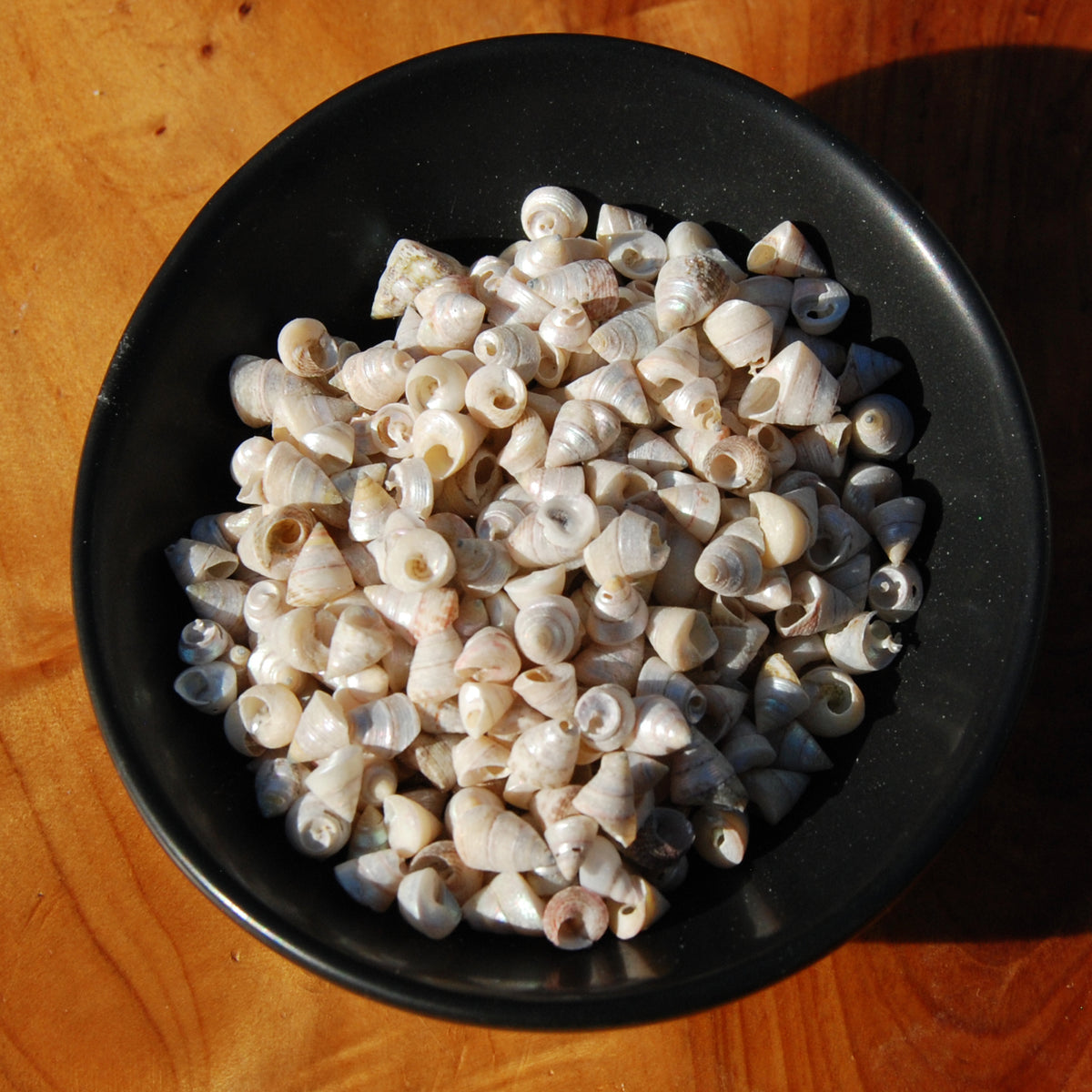 1oz Tiny Pearlized Trochus Seashells .25in - Iridescent Venetian Pearl Sea Shells