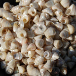 1oz Tiny Pearlized Trochus Seashells .25in - Iridescent Venetian Pearl Sea Shells