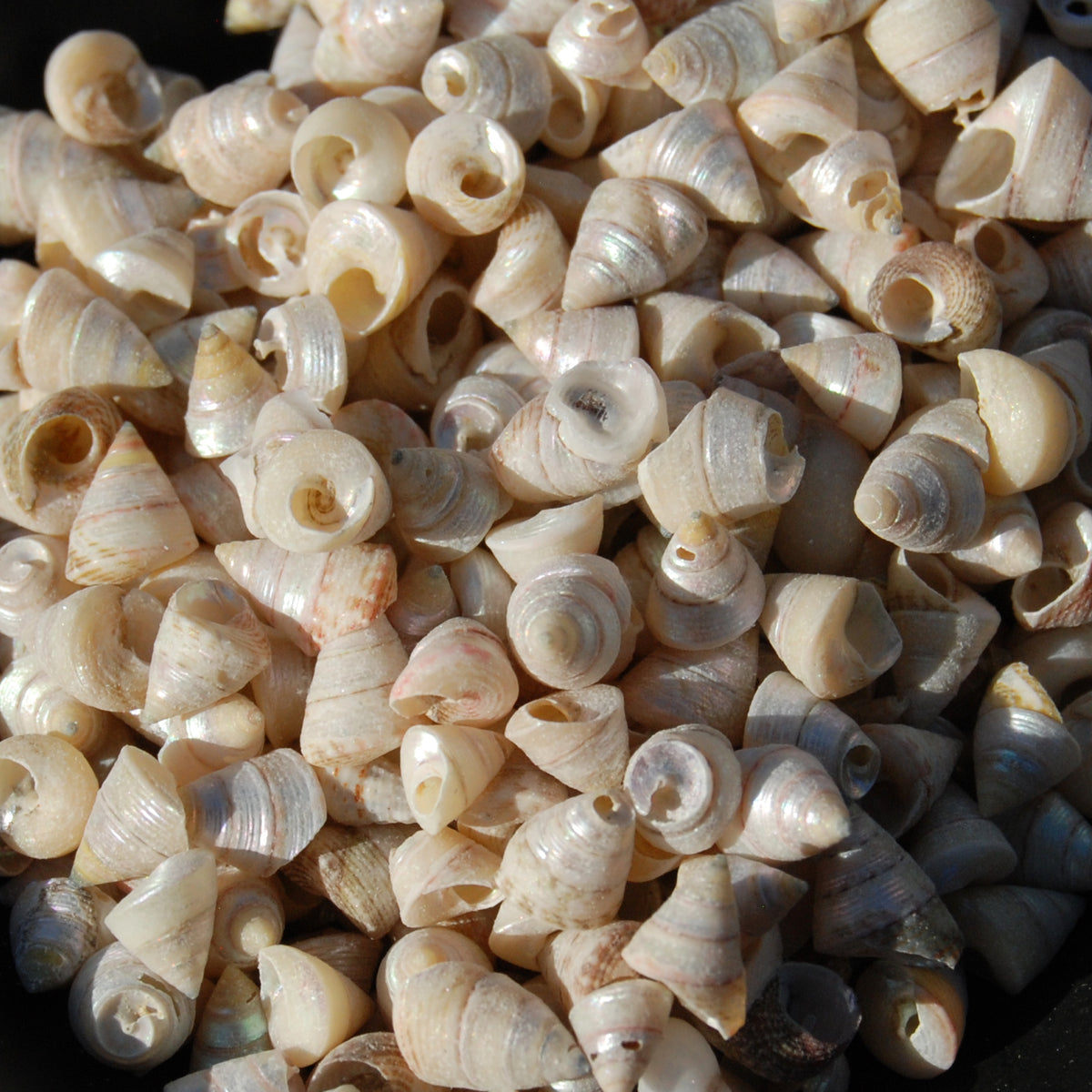 1oz Tiny Pearlized Trochus Seashells .25in - Iridescent Venetian Pearl Sea Shells